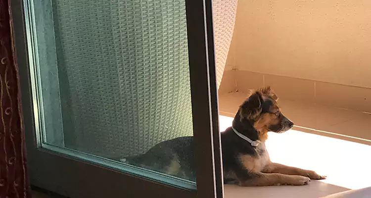 French Door Pet Screen Repair in Northdale, FL